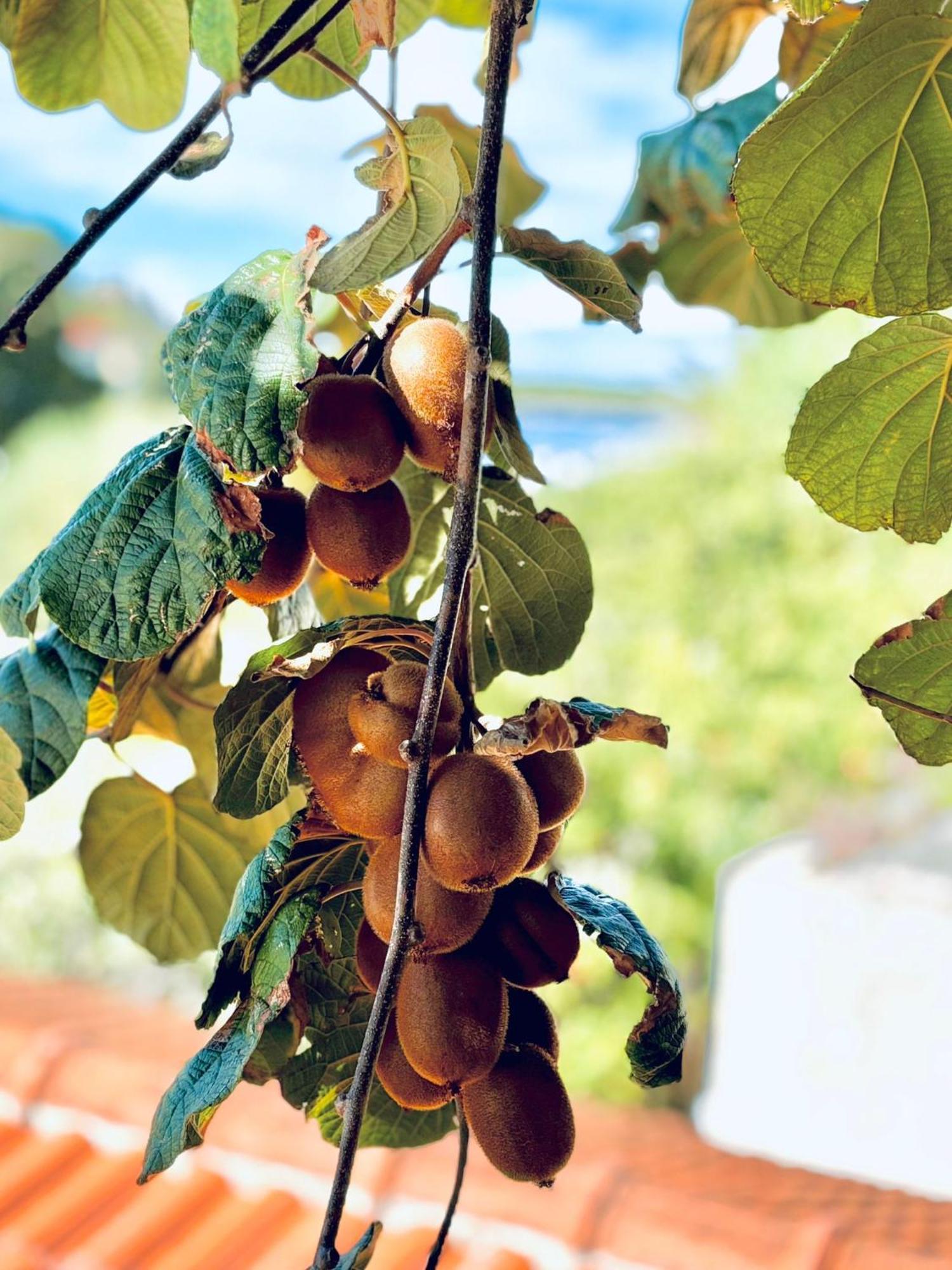 Apartments Fora - Hvar Đảo Hvar Ngoại thất bức ảnh